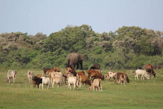 Kaudulla National Park
