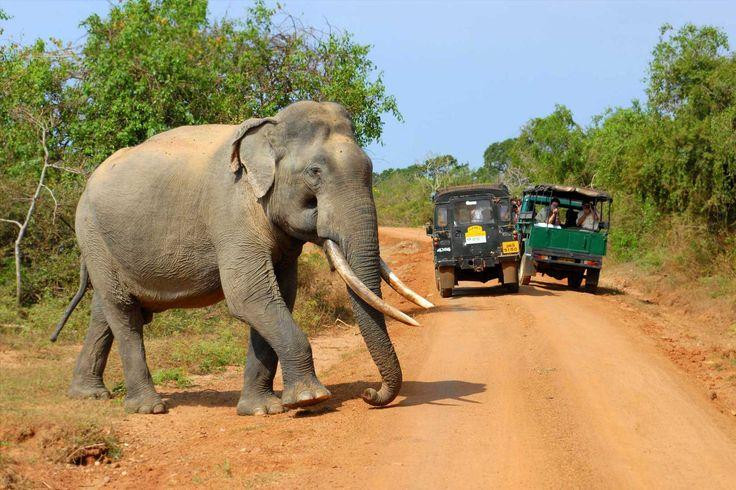Wilpattu National Park