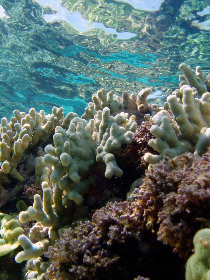 Hikkaduwa Coral Sanctuary (Marine National Park)