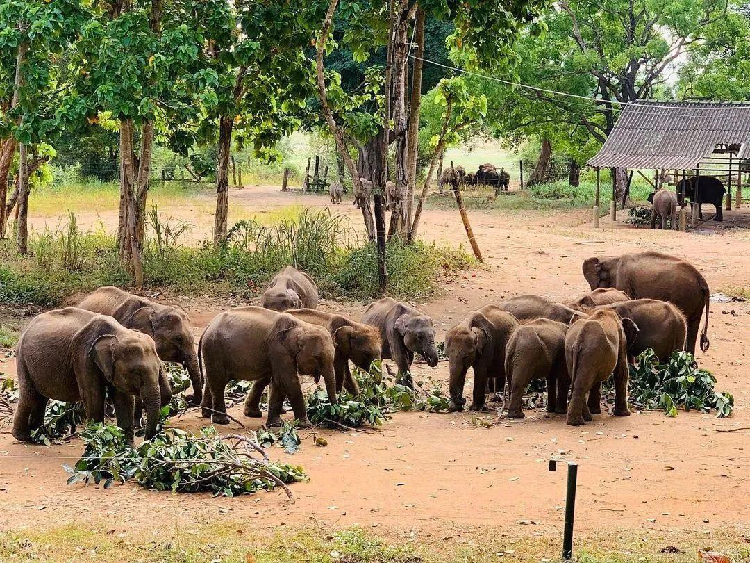 Udawalawe Elephant Transit Home