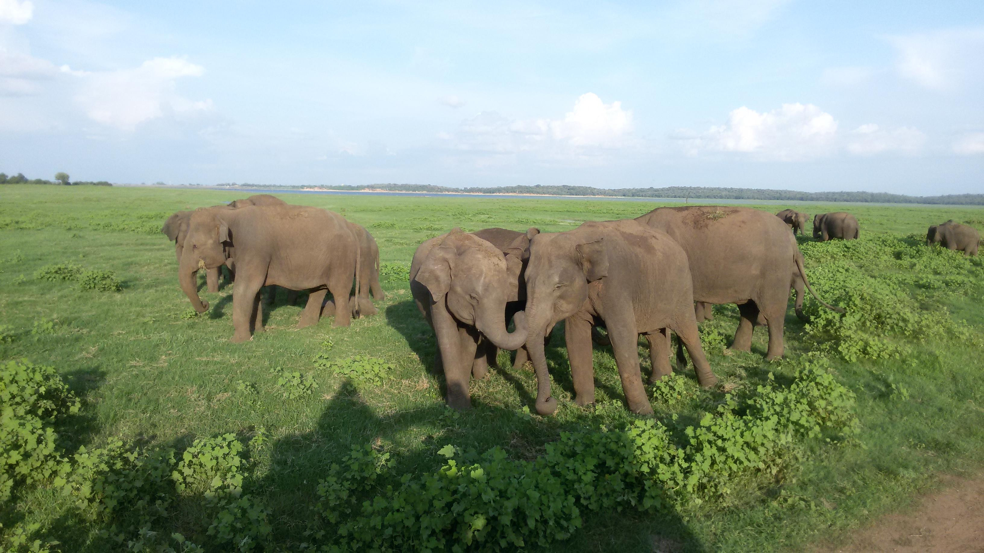 Elephant Watching at Udawalawe Reservoir