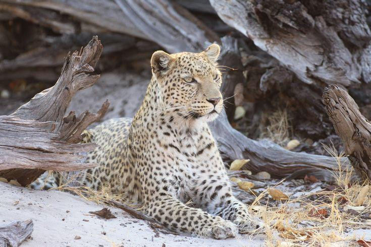 Leopard Watching