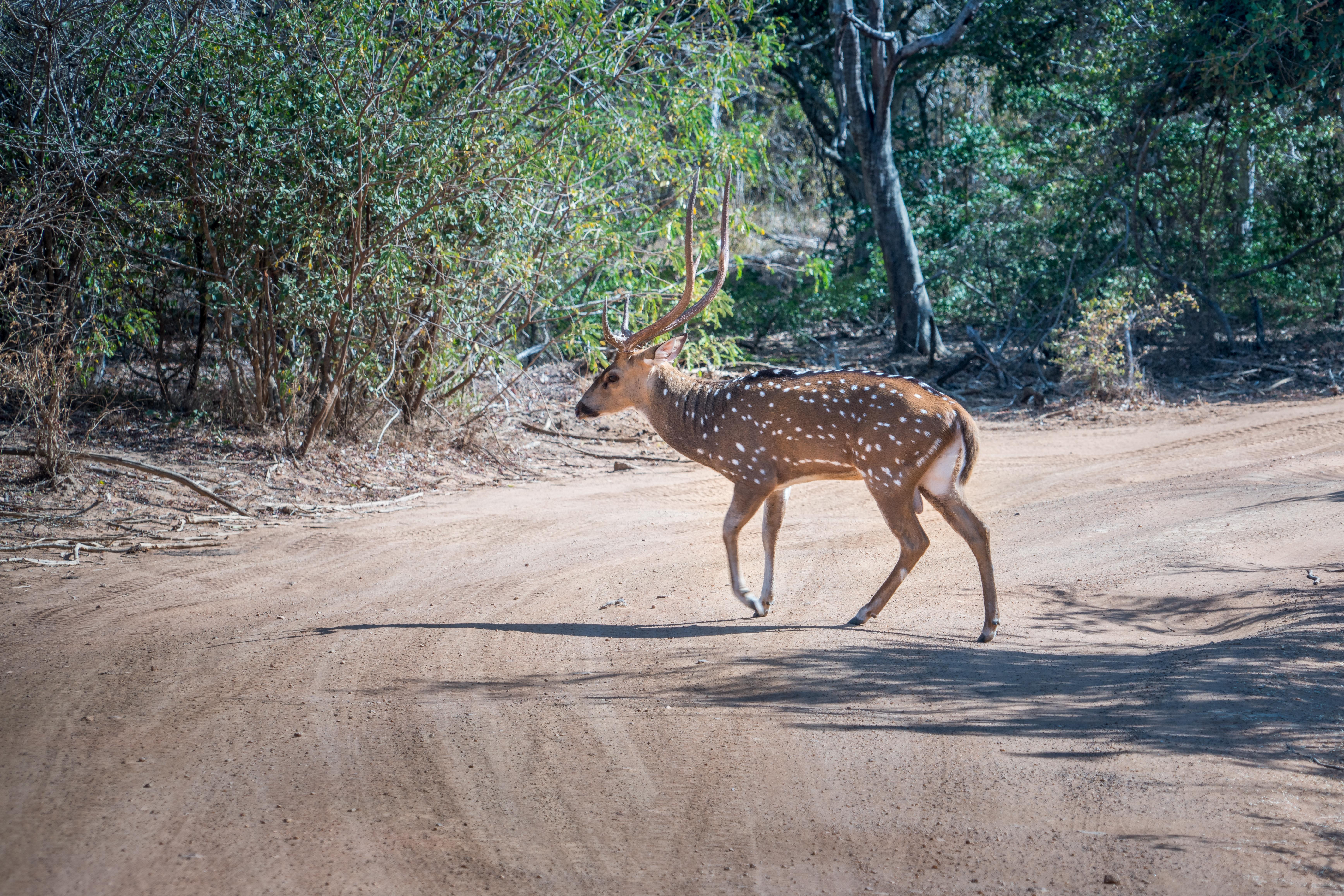 Sri Lanka's Yala National Park is its best-known animal park, with one of the largest populations of leopards in the world. Located in the south-east of the island, Yala National Park is divided into dry forests, grasslands, lune and rocky outcrops. Yala's safari tours are ideal for viewing leopards, elephants, sloths, crocodiles, deer and a range of birds, in addition to providing opportunities to enjoy the beauty of nature. Yala National Park makes for an exciting adventure for those who visit it and is a growing destination for wildlife enthusiasts, photographers and those seeking adventure in Sri Lanka.