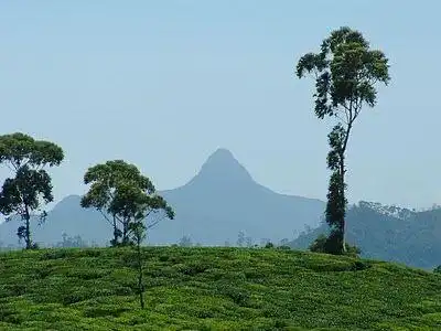 Adamspeak