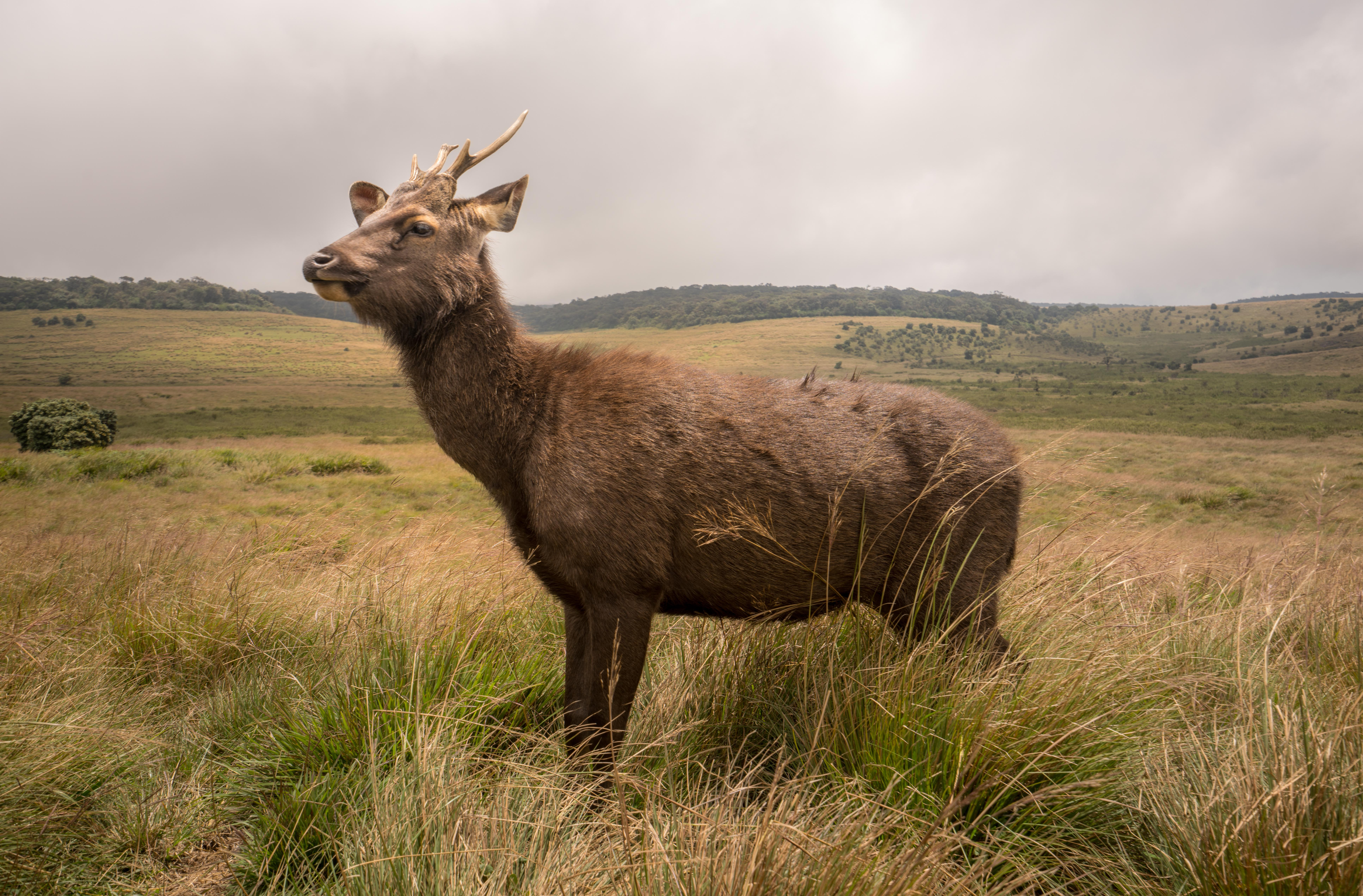Wildlife