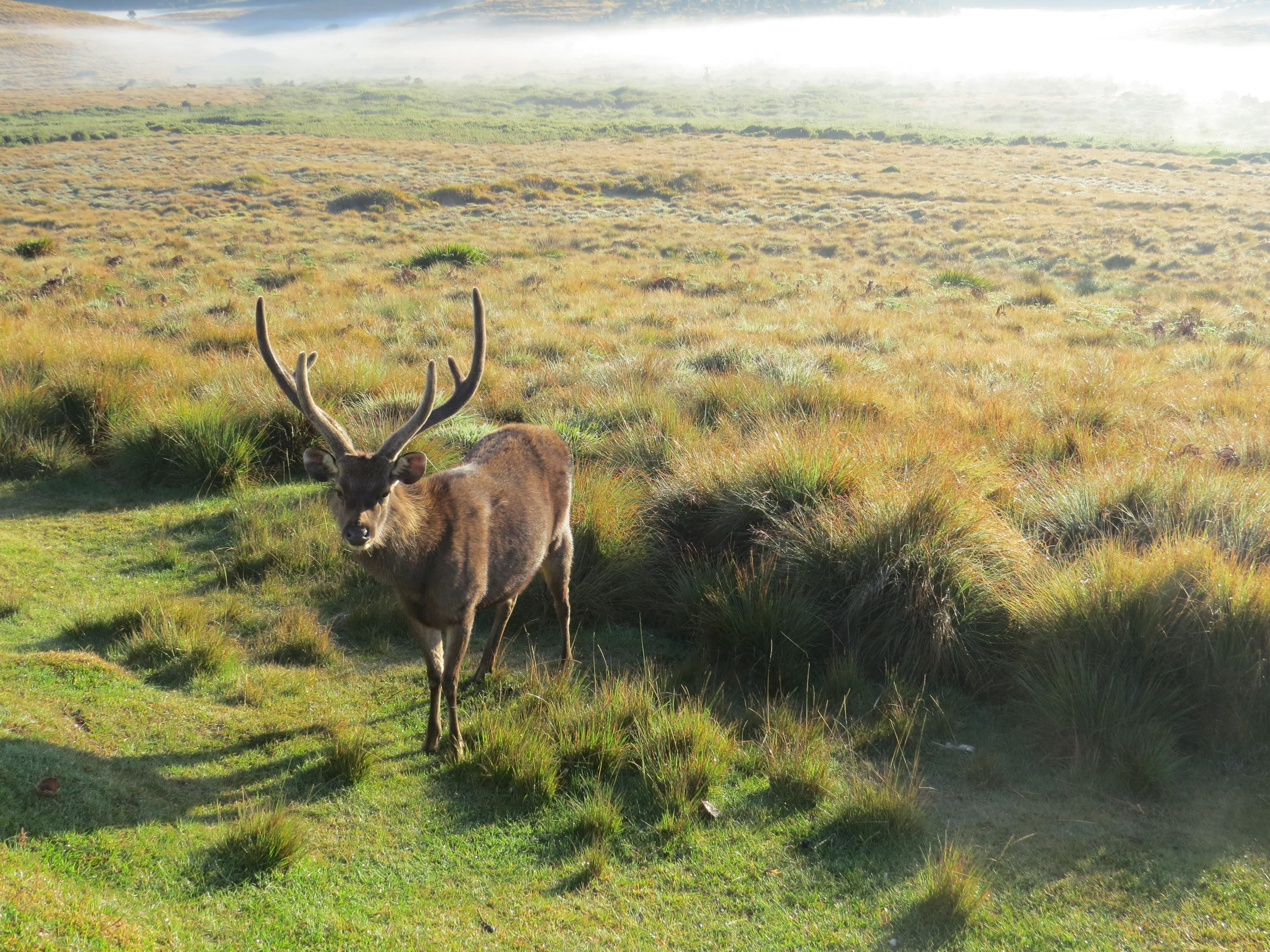 Attraction