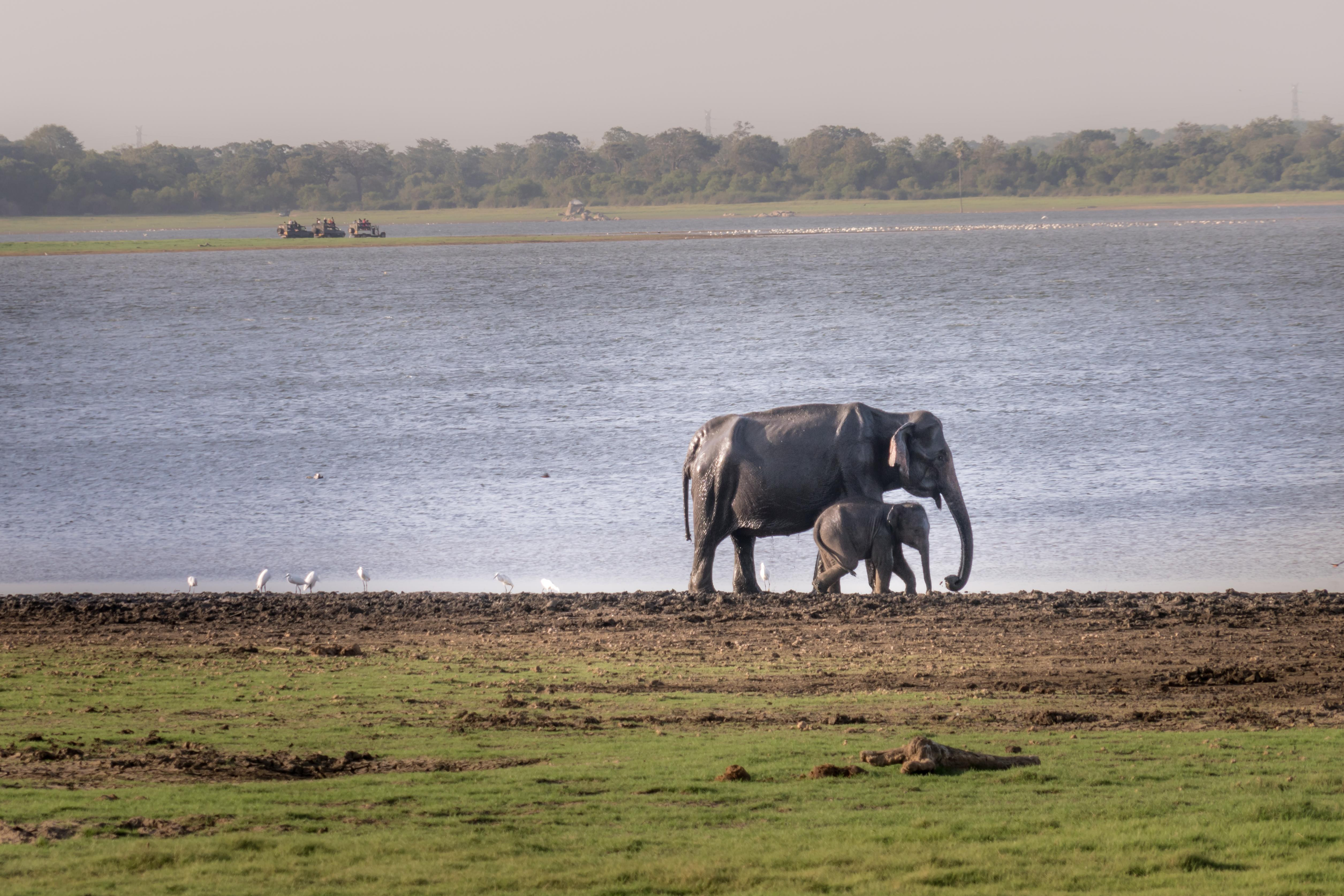 Minneriya Sri Lanka