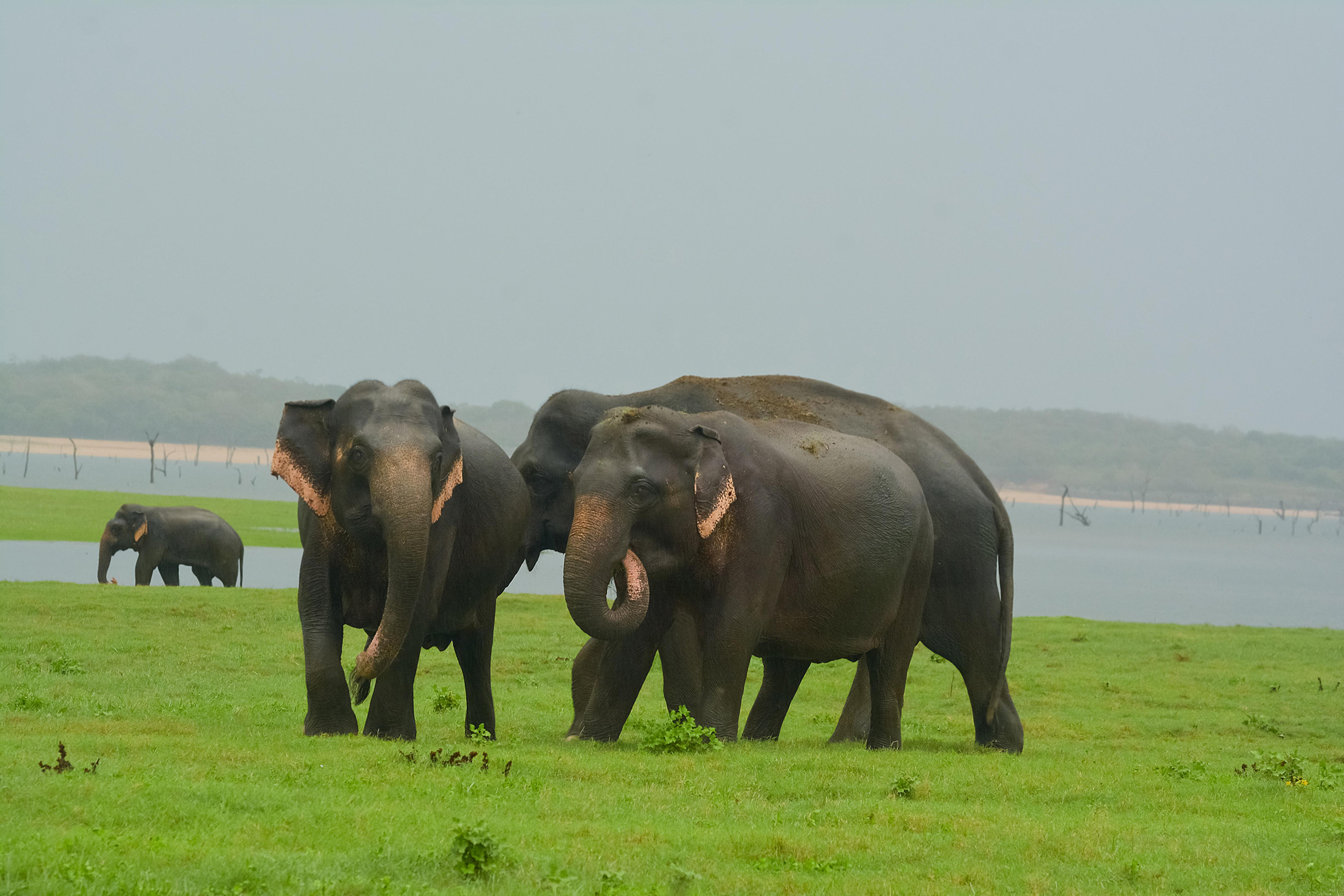Udawalawe Sri Lanka