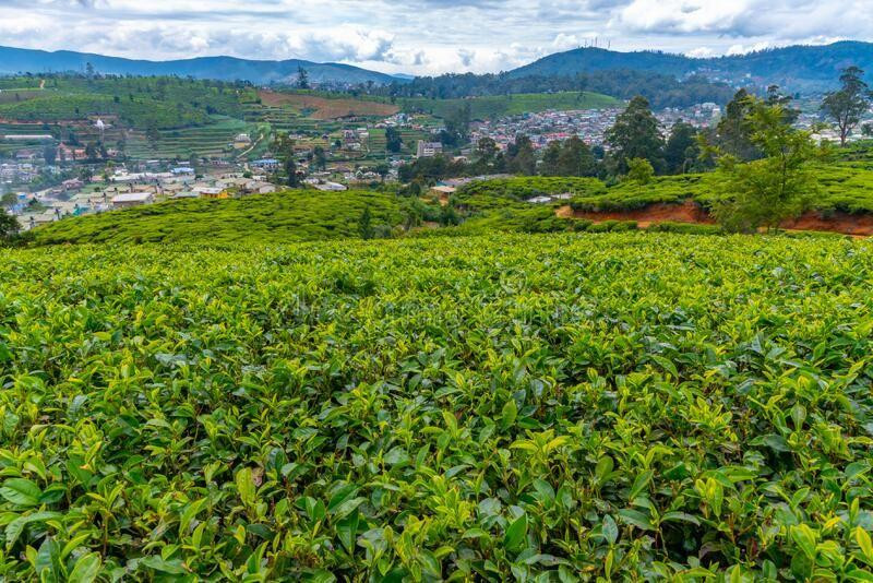 Pedro Tea Estate
