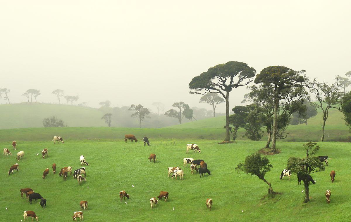 Ambewela Farms