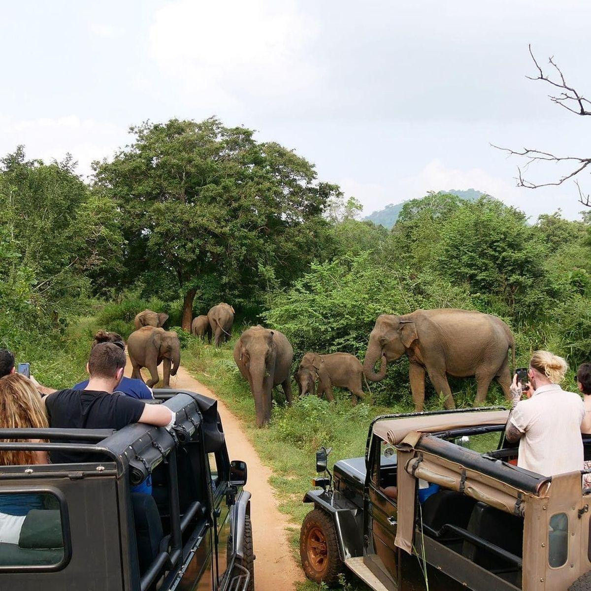 Jeep Safari in Udawalawe National Park