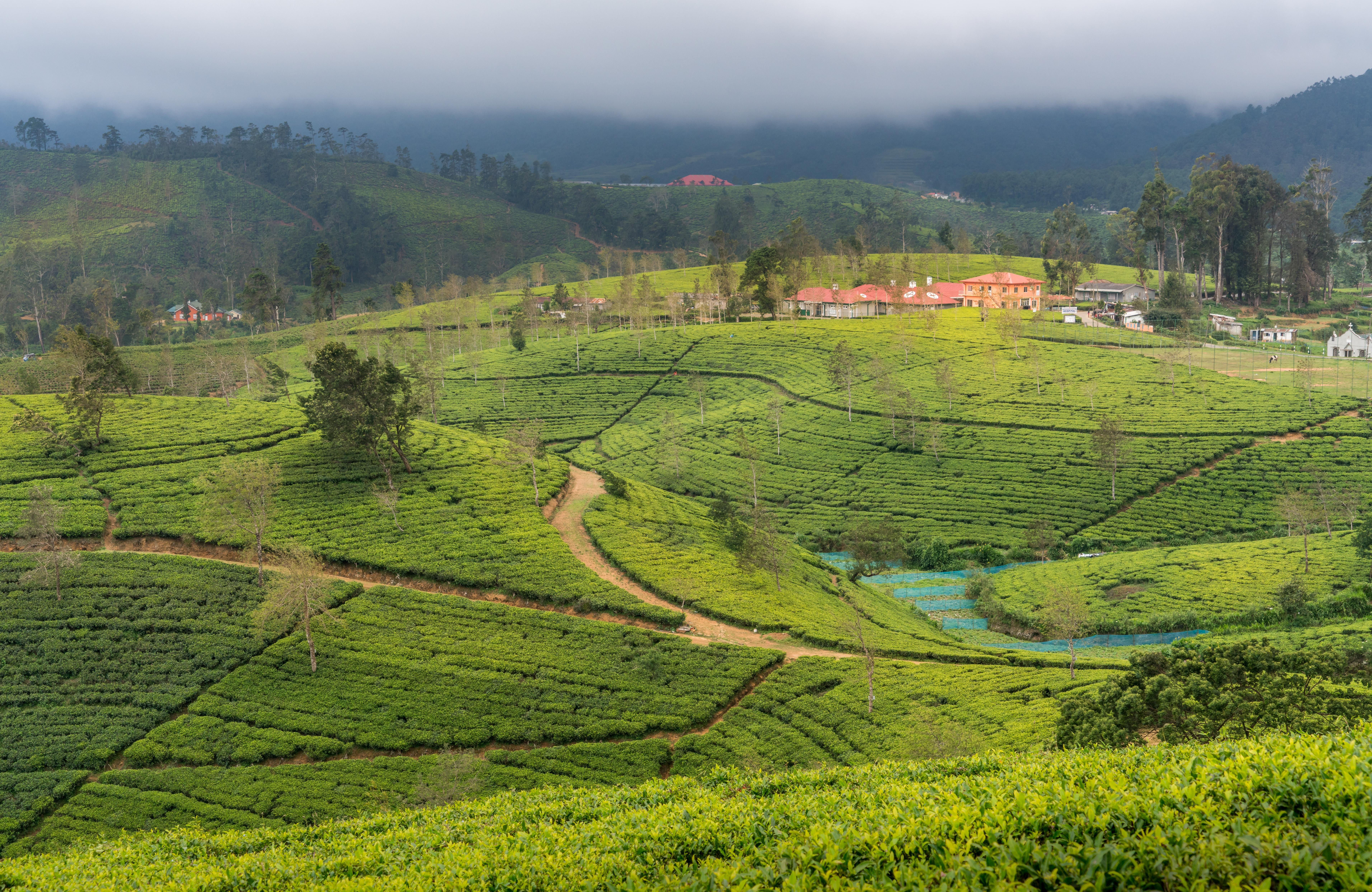 Explore the stunning tea estates of Ella, with their verdant hills shading to mist-laden mountains. Walk through perfectly kept tea fields, surrounded by cool mountainous air and sunshine. Discover Ceylon tea's unique history — from leaf to cup — through the care of qualified growers, and experience firsthand what it is like to work in the industry. The scenic location, tranquil atmosphere, and panoramic vistas of the region create a wonderful background for nature walks and photographic opportunities, as well as an authentic and rewarding experience while visiting Sri Lanka's highland area have.