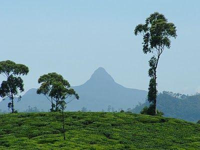 Adamspeak